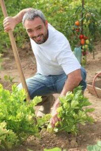 Growing More Vegetables on Less Land Image
